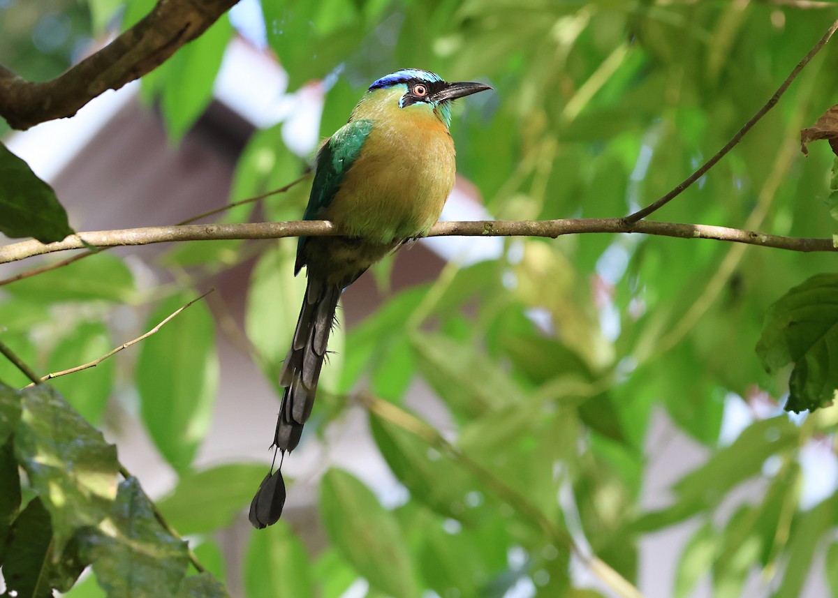 Lesson's Motmot - ML646052971