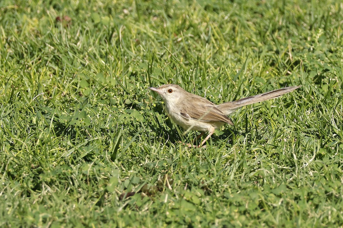Delicate Prinia - ML646052974