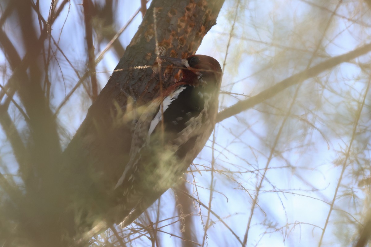 Red-breasted Sapsucker - ML646052979