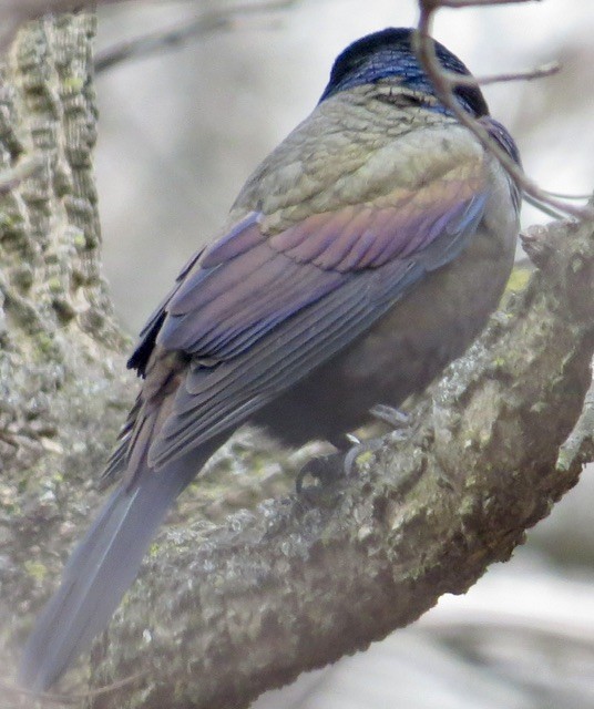 vlhovec lesklý - ML646052980