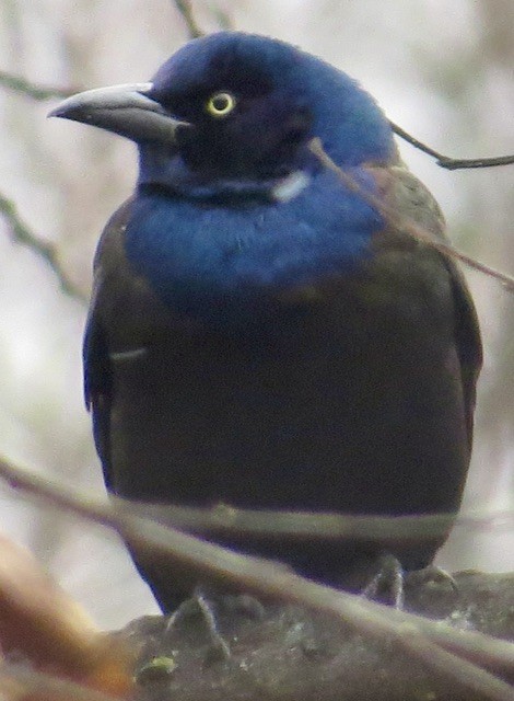 vlhovec lesklý - ML646052981