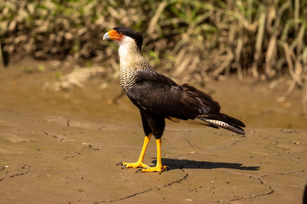 Crested Caracara - ML646052992