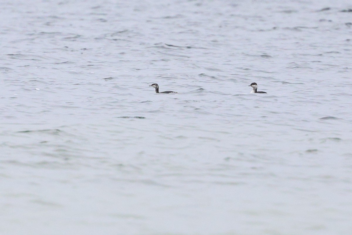 Красношейная поганка - ML646052993