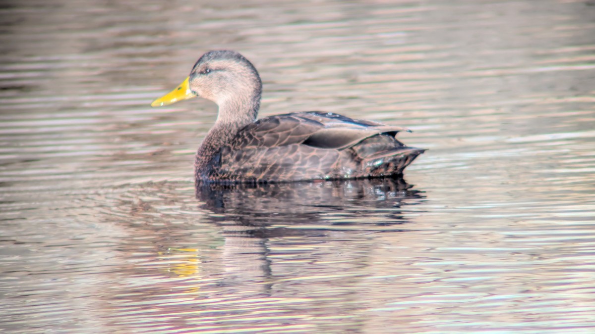 American Black Duck - ML646052994