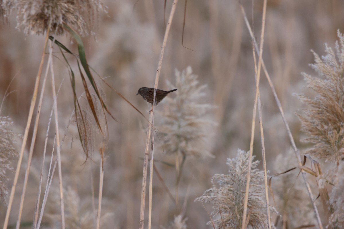 Dunnock - ML646053004