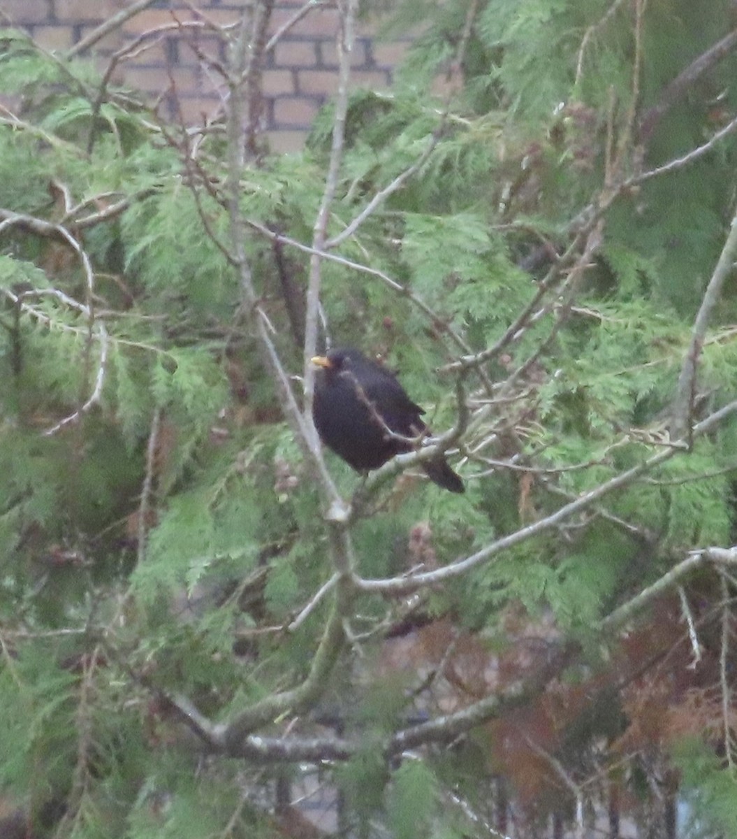 Eurasian Blackbird - ML646053005