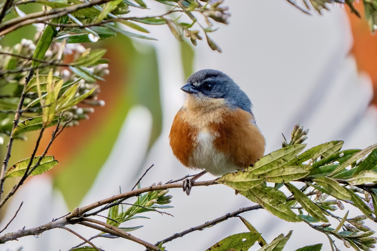 Buff-throated Warbling Finch - ML646053008