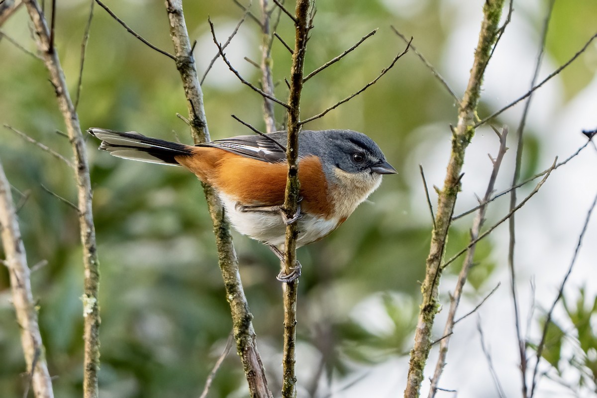 Buff-throated Warbling Finch - ML646053009