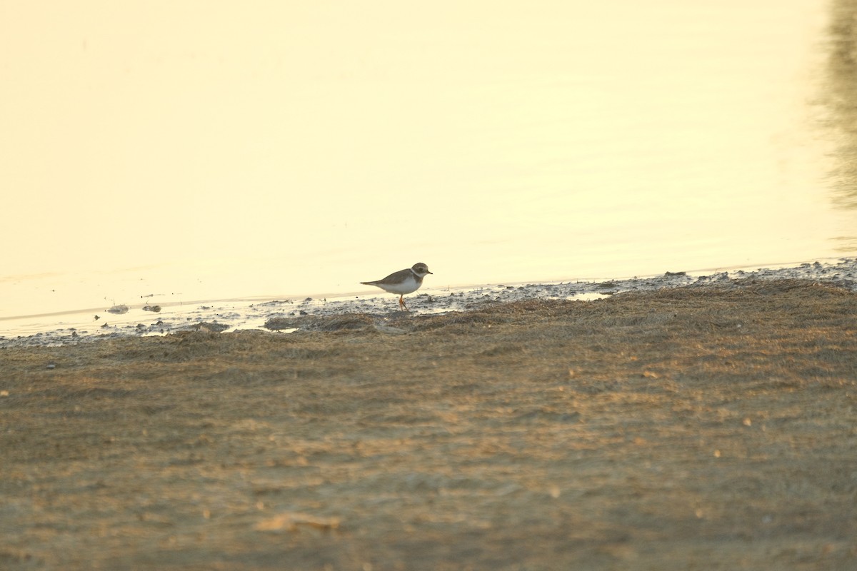 Common Ringed Plover - ML646053010