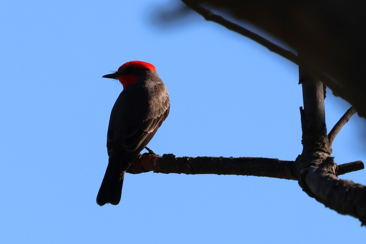 Vermilion Flycatcher - ML646053011