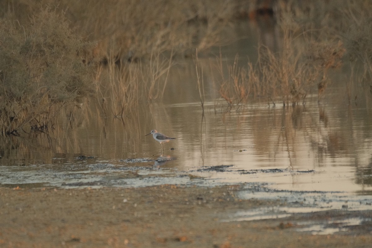 Common Greenshank - ML646053016