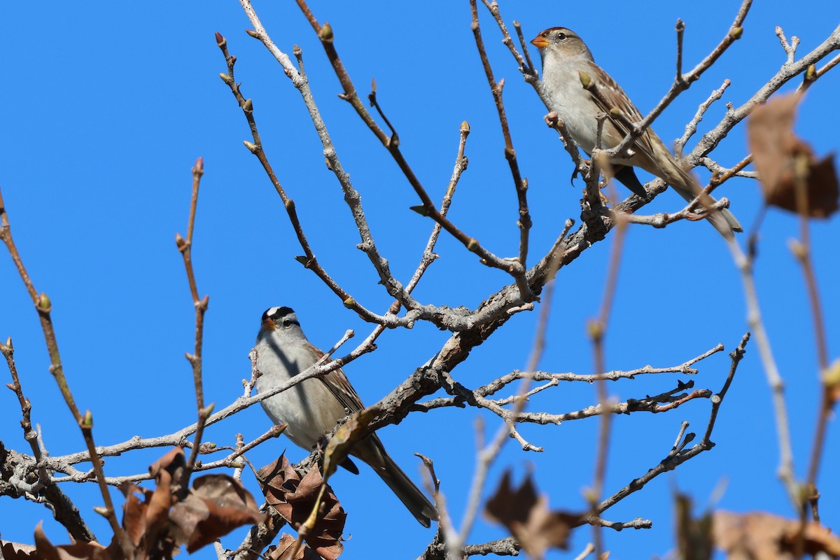 White-crowned Sparrow - ML646053027