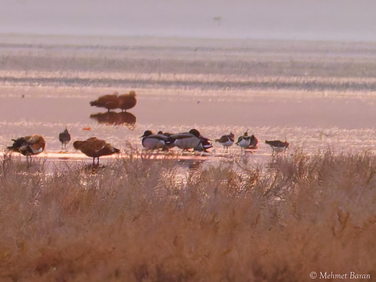 Крижень звичайний - ML646053032