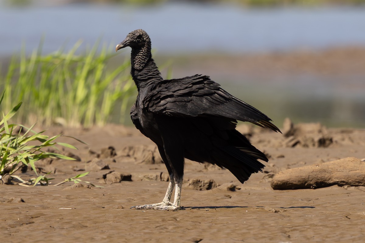 Black Vulture - ML646053033