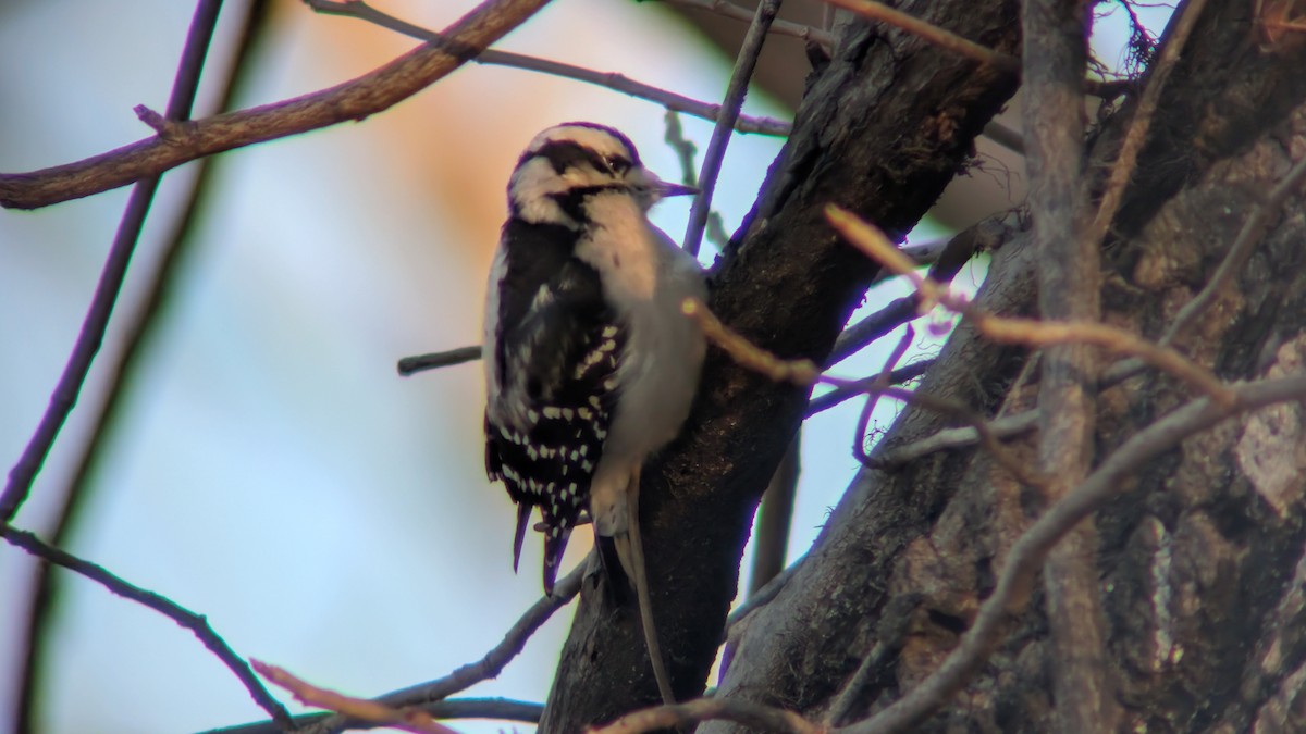 Downy Woodpecker - ML646053042