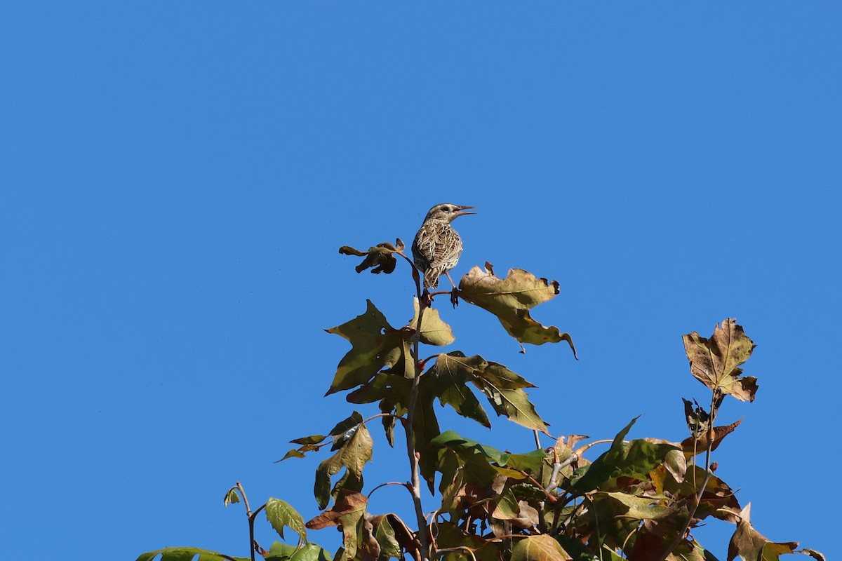 Western Meadowlark - ML646053045