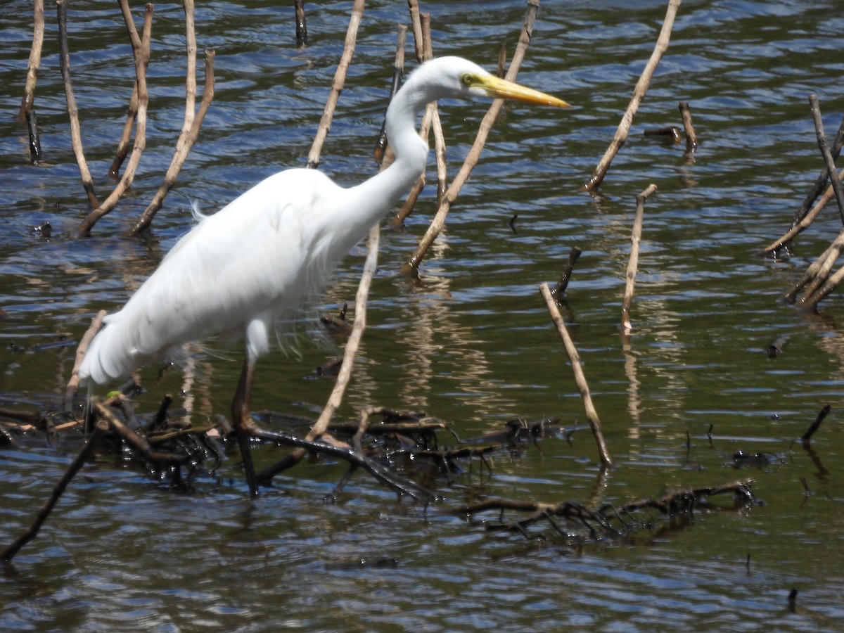 Plumed Egret - ML646053048