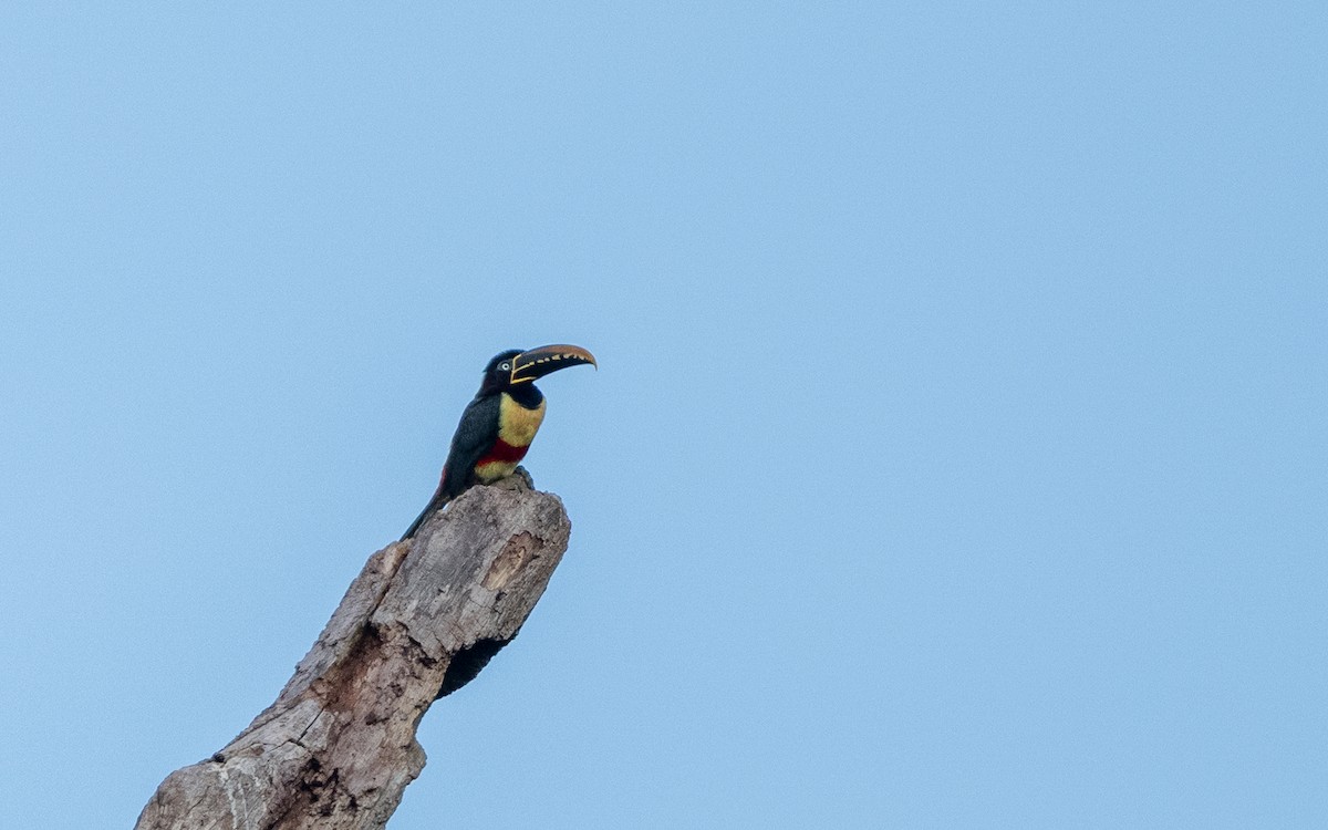 Аракарі каштановошиїй - ML646053049