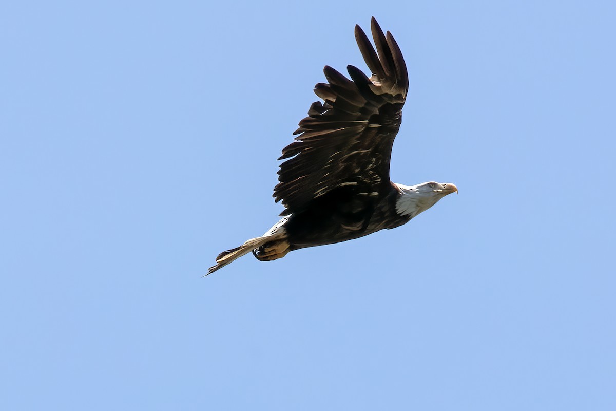 Орлан білоголовий - ML646053050