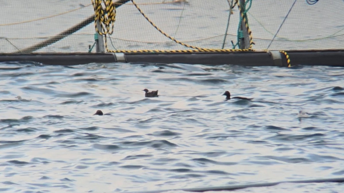 Чистун арктичний - ML646053051