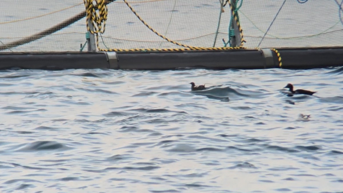 Чистун арктичний - ML646053052