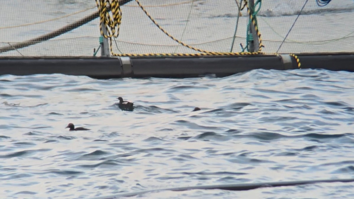 Чистун арктичний - ML646053053