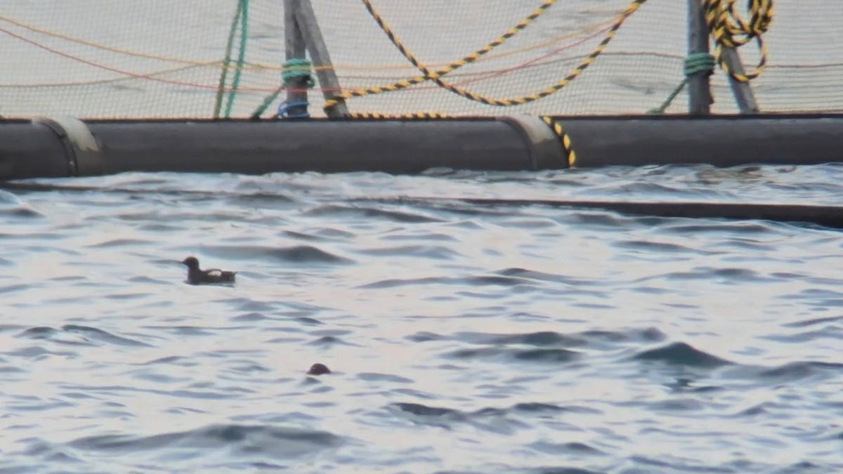 Чистун арктичний - ML646053054