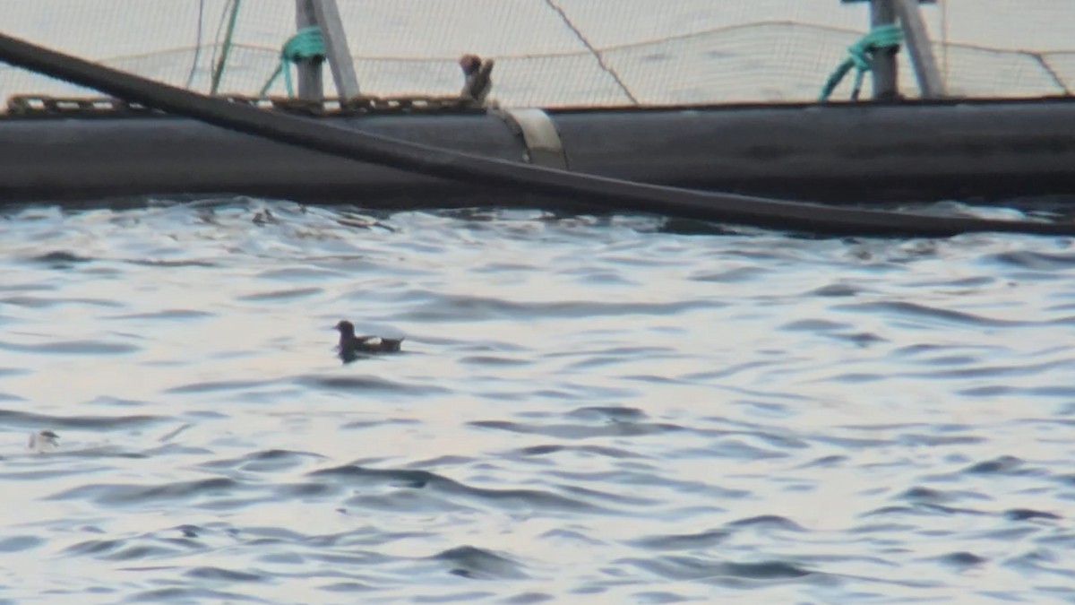 Чистун арктичний - ML646053055