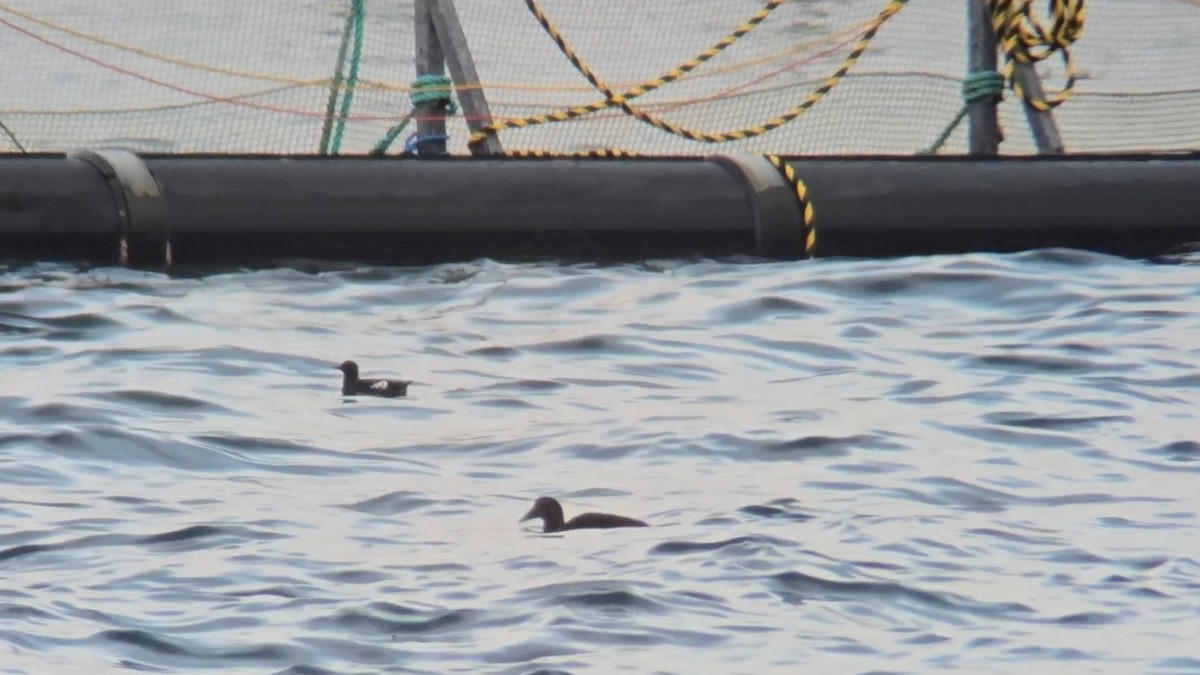 Чистун арктичний - ML646053056