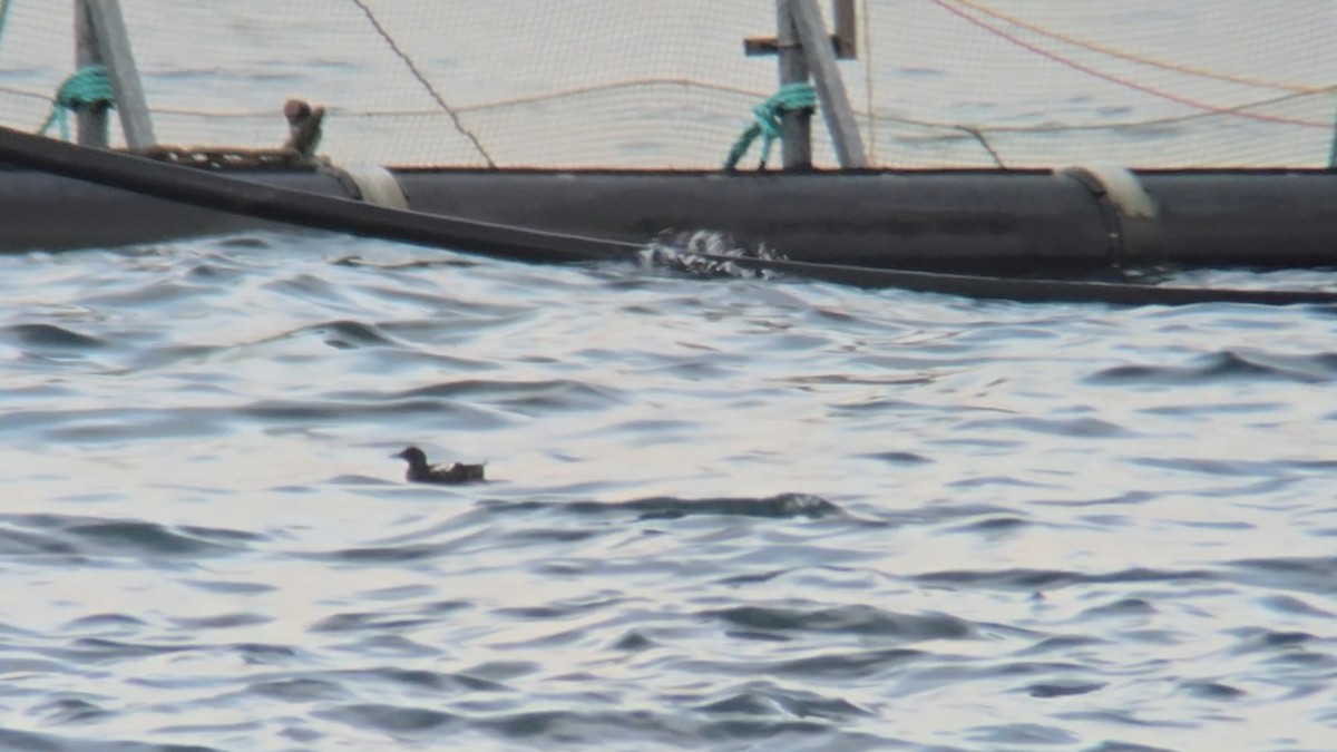 Чистун арктичний - ML646053057