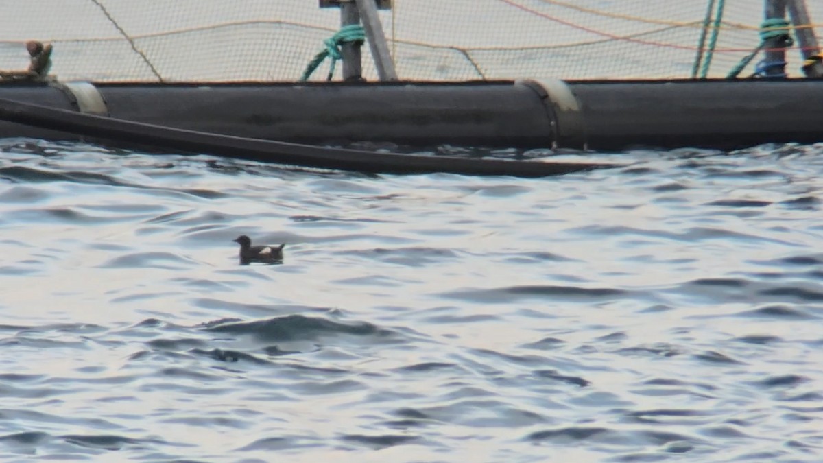 Чистун арктичний - ML646053058