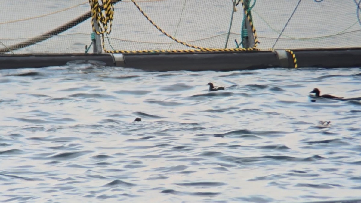 Чистун арктичний - ML646053059