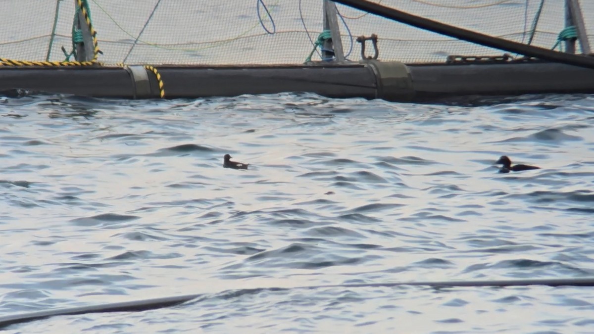 Чистун арктичний - ML646053060