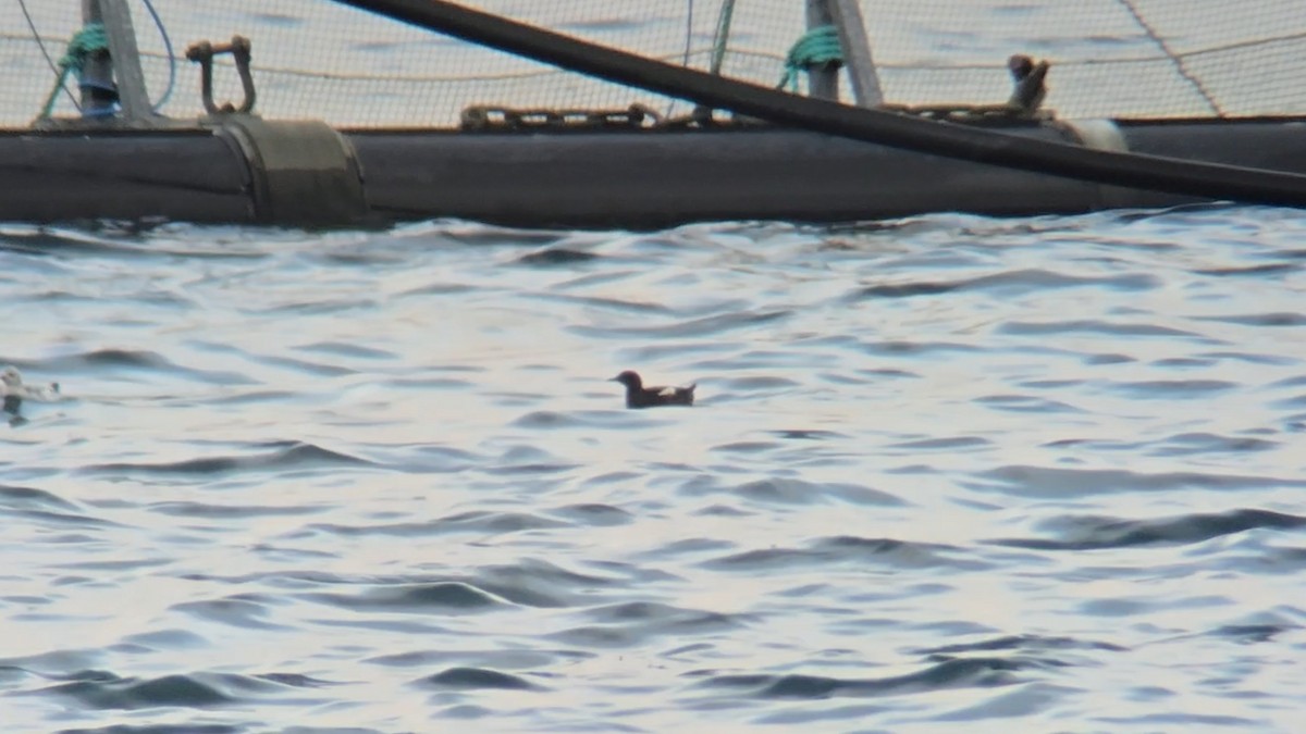 Чистун арктичний - ML646053061