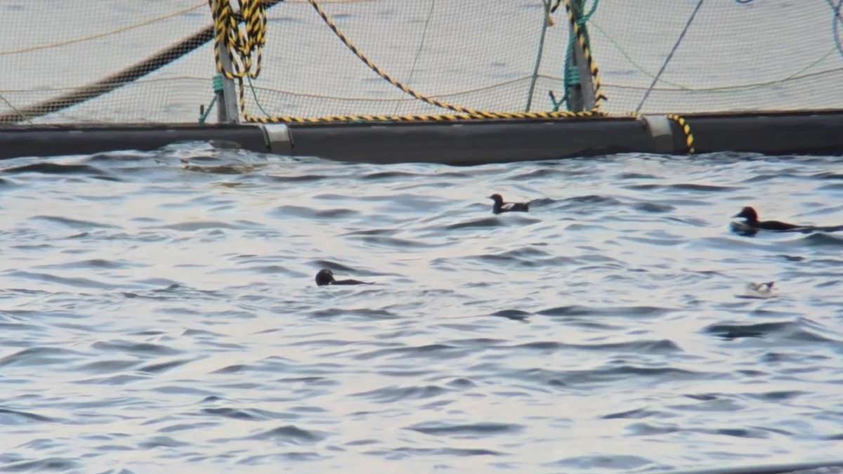 Чистун арктичний - ML646053062