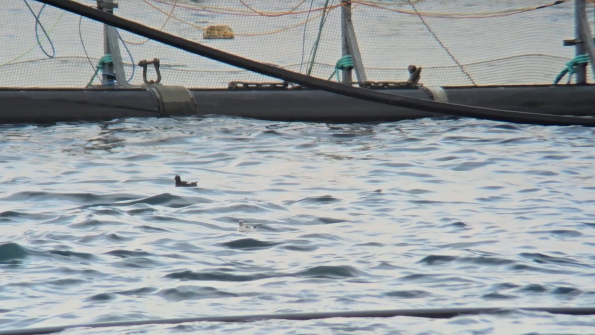 Чистун арктичний - ML646053063