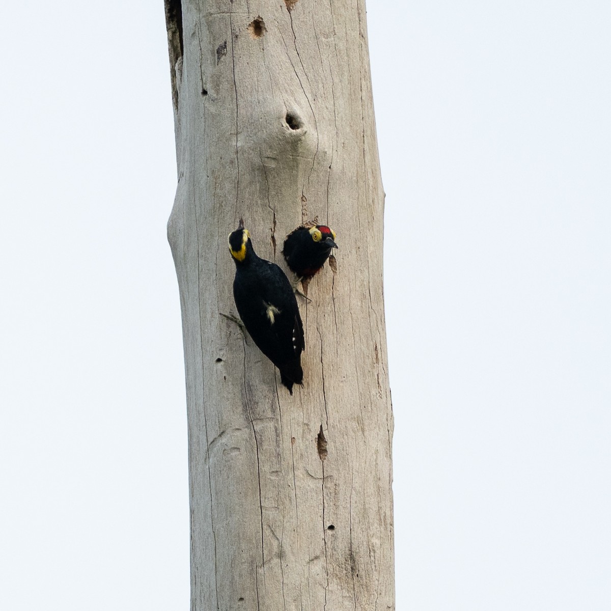 Гіла чорношия - ML646053064