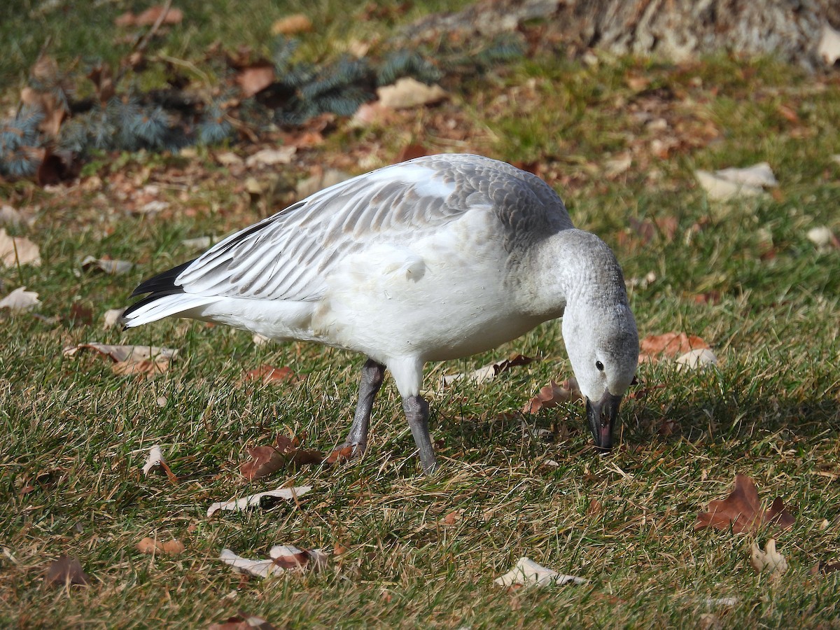 Гуска біла - ML646053066
