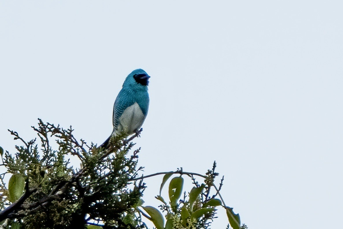 Терзина - ML646053067