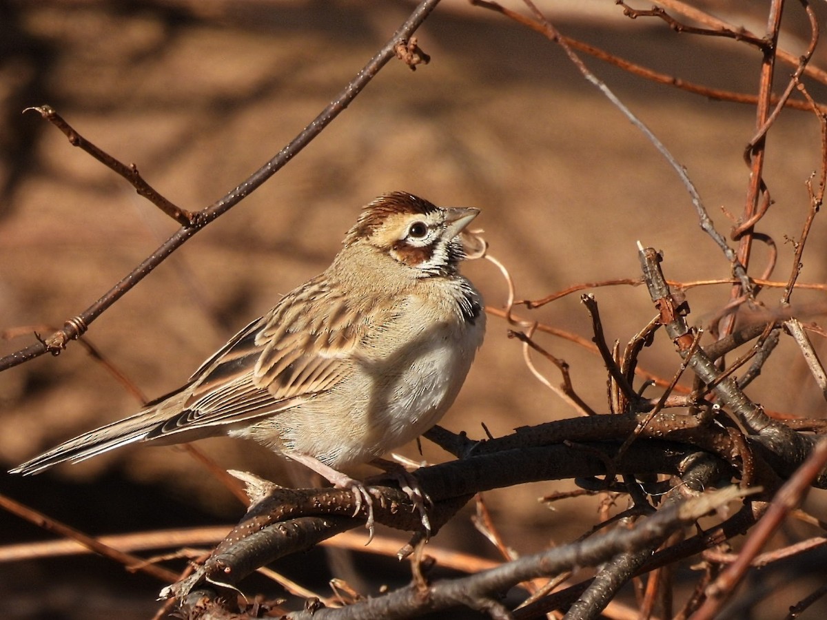 Lark Sparrow - ML646053068