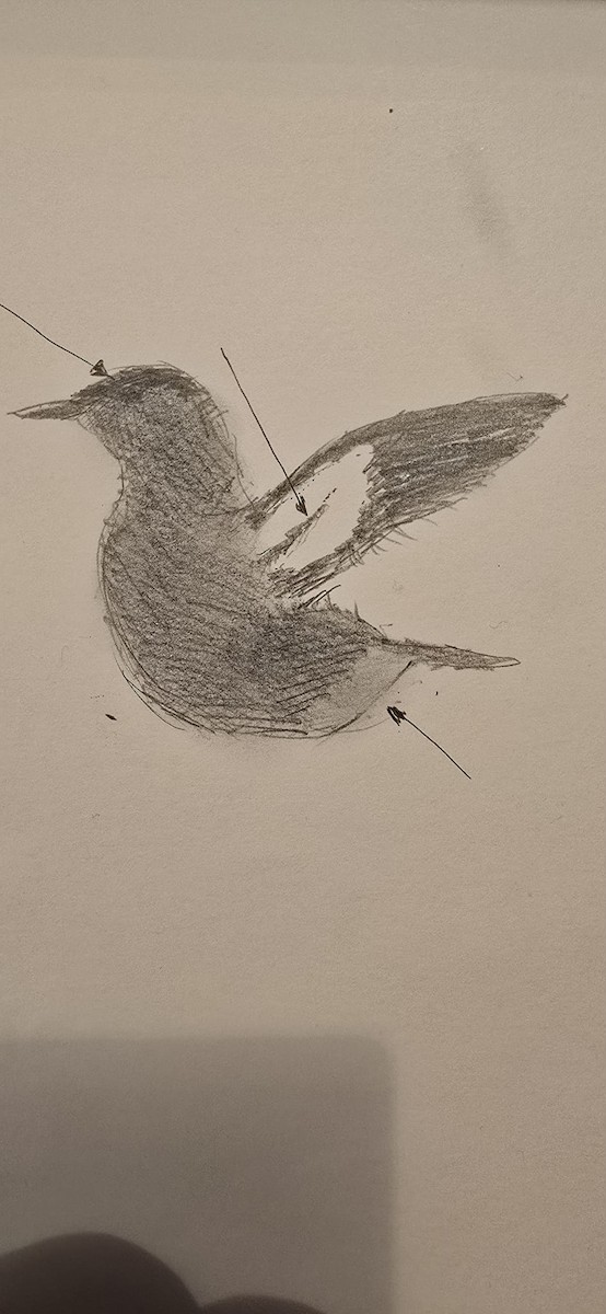 Чистун арктичний - ML646053069