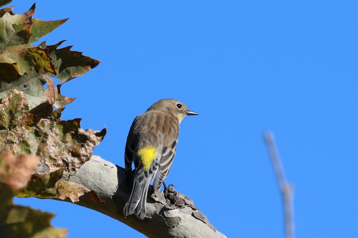 Пісняр-лісовик жовтогузий - ML646053070