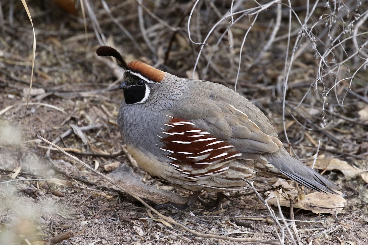 Перепелиця жовтогруда - ML646053071