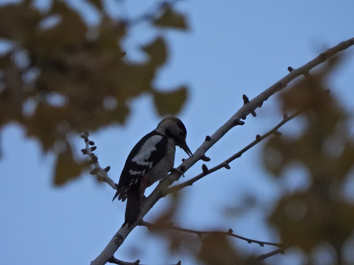 Дятел сирійський - ML646053072