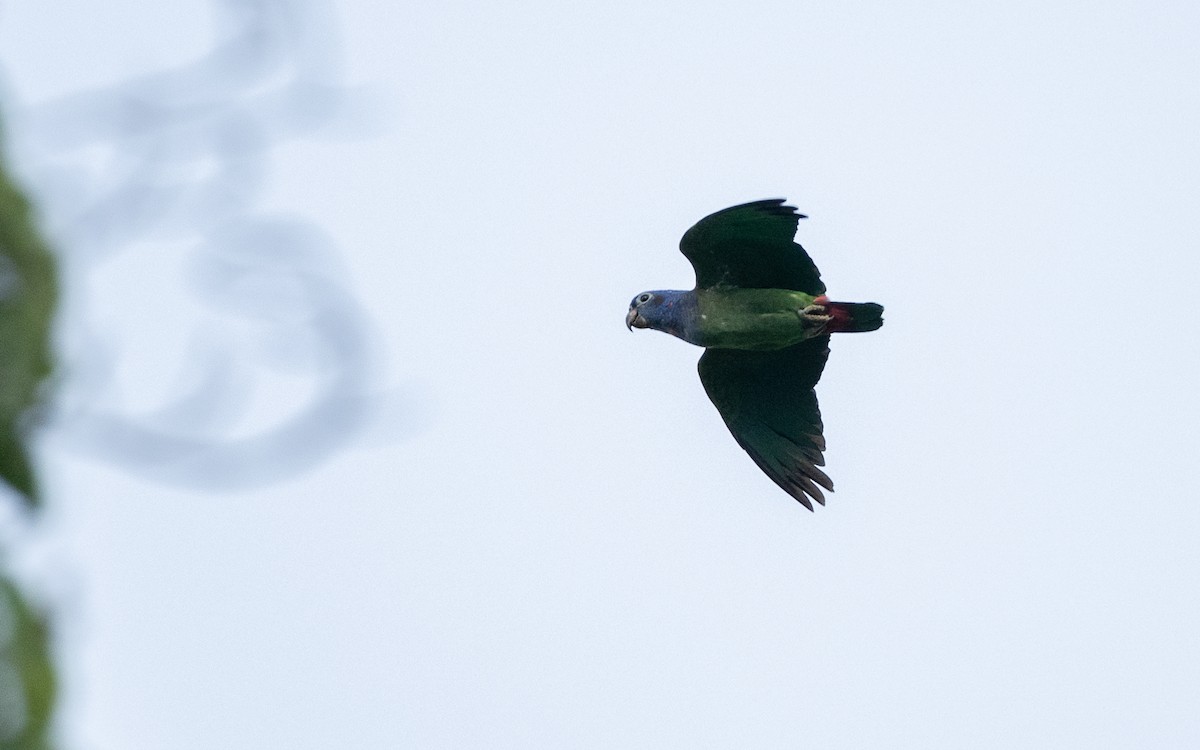 Папуга-червоногуз синьоголовий - ML646053073