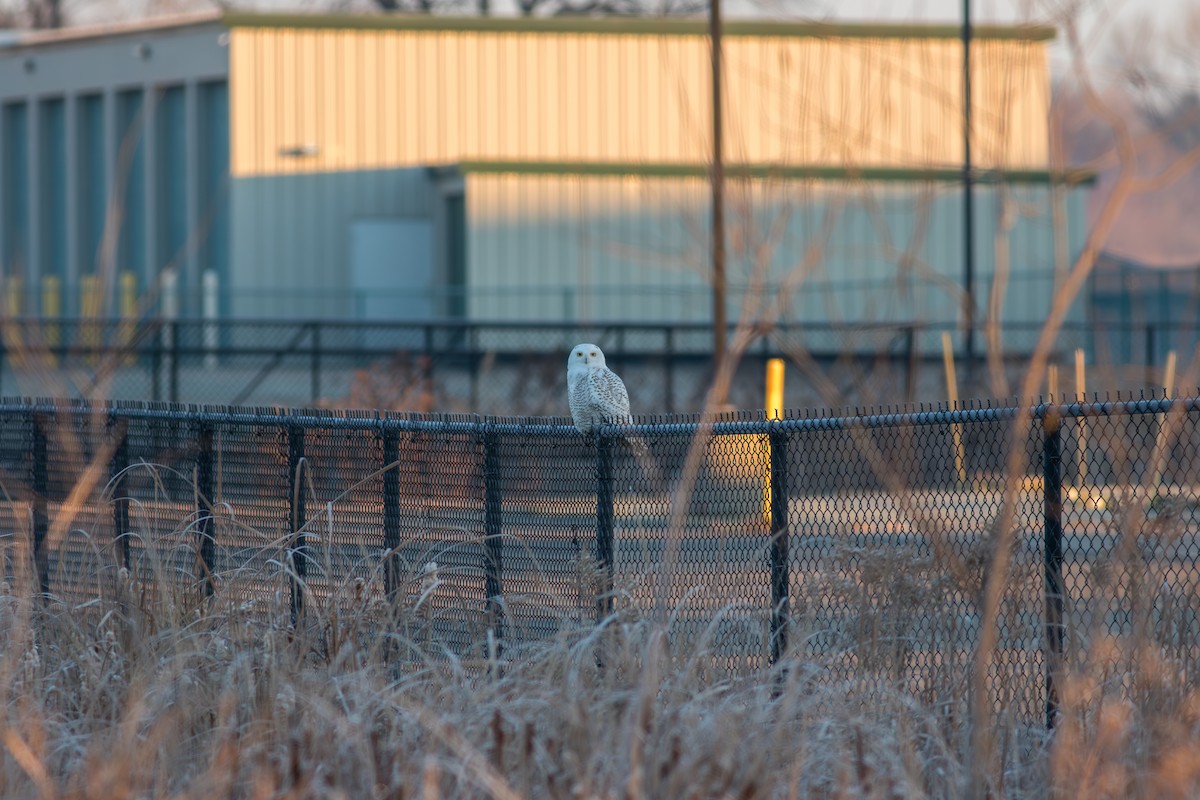 Сова біла - ML646053074