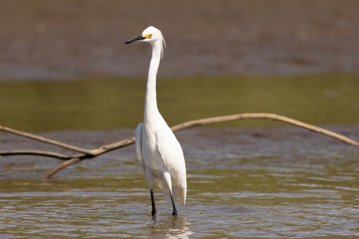 Чепура американська - ML646053075