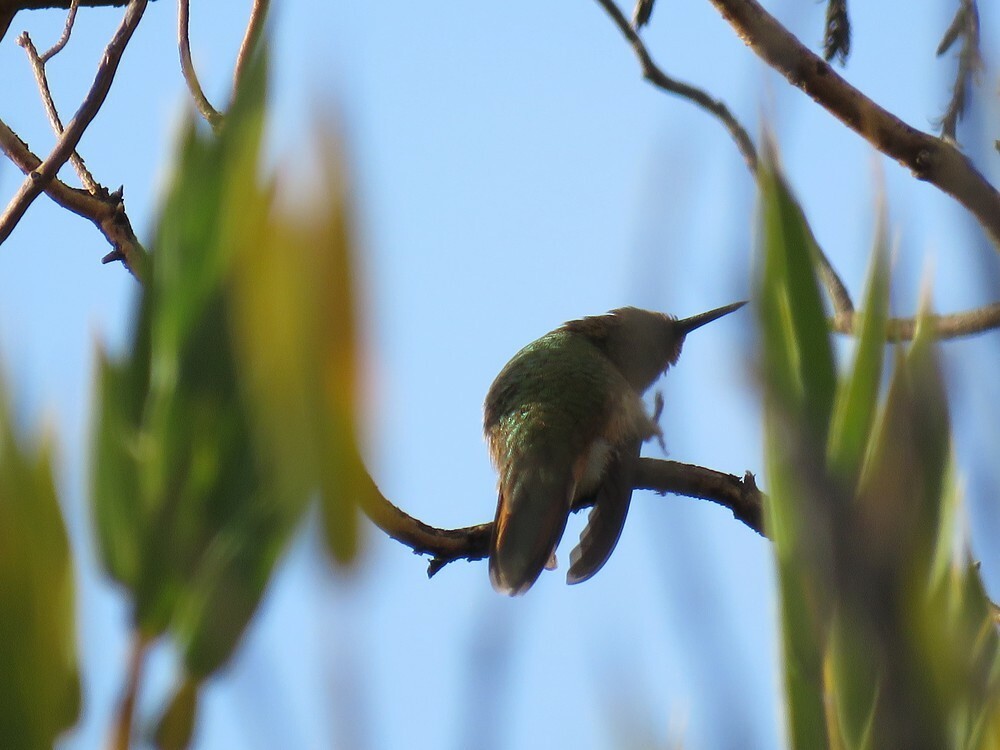 Колібрі-крихітка пурпуровогорлий - ML646053076