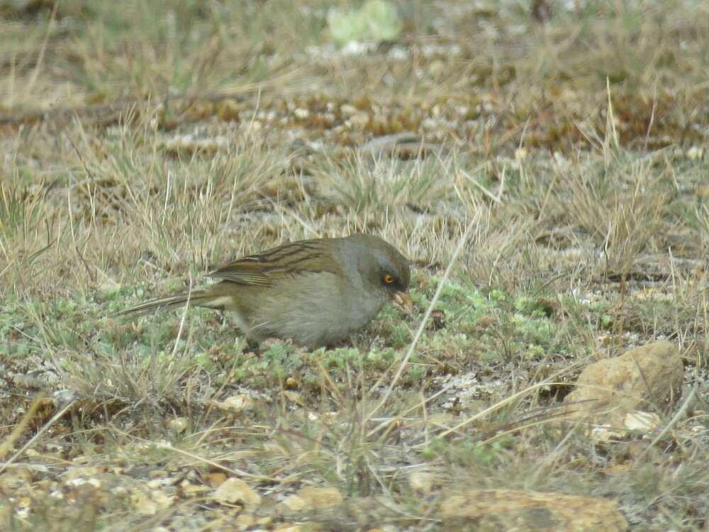 Юнко вулканійський - ML646053077