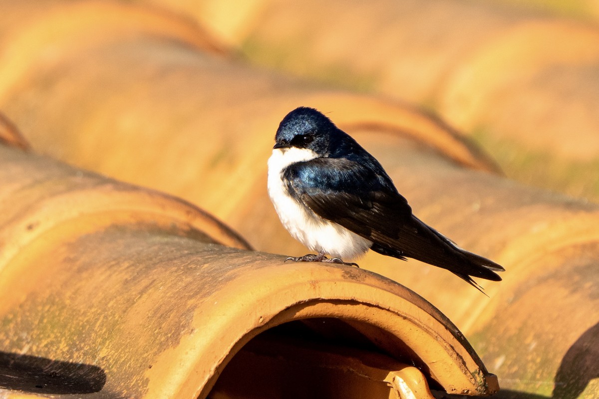 Blue-and-white Swallow - ML646053080